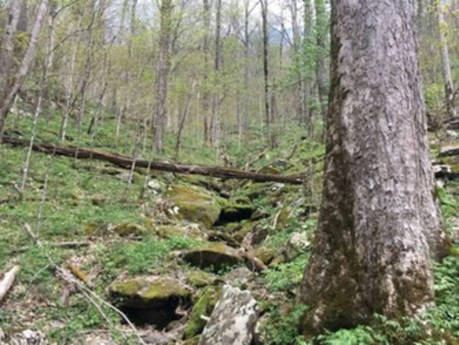 Beary Tale! Your Happily Ever After Starts Here! Sevierville Esterno foto