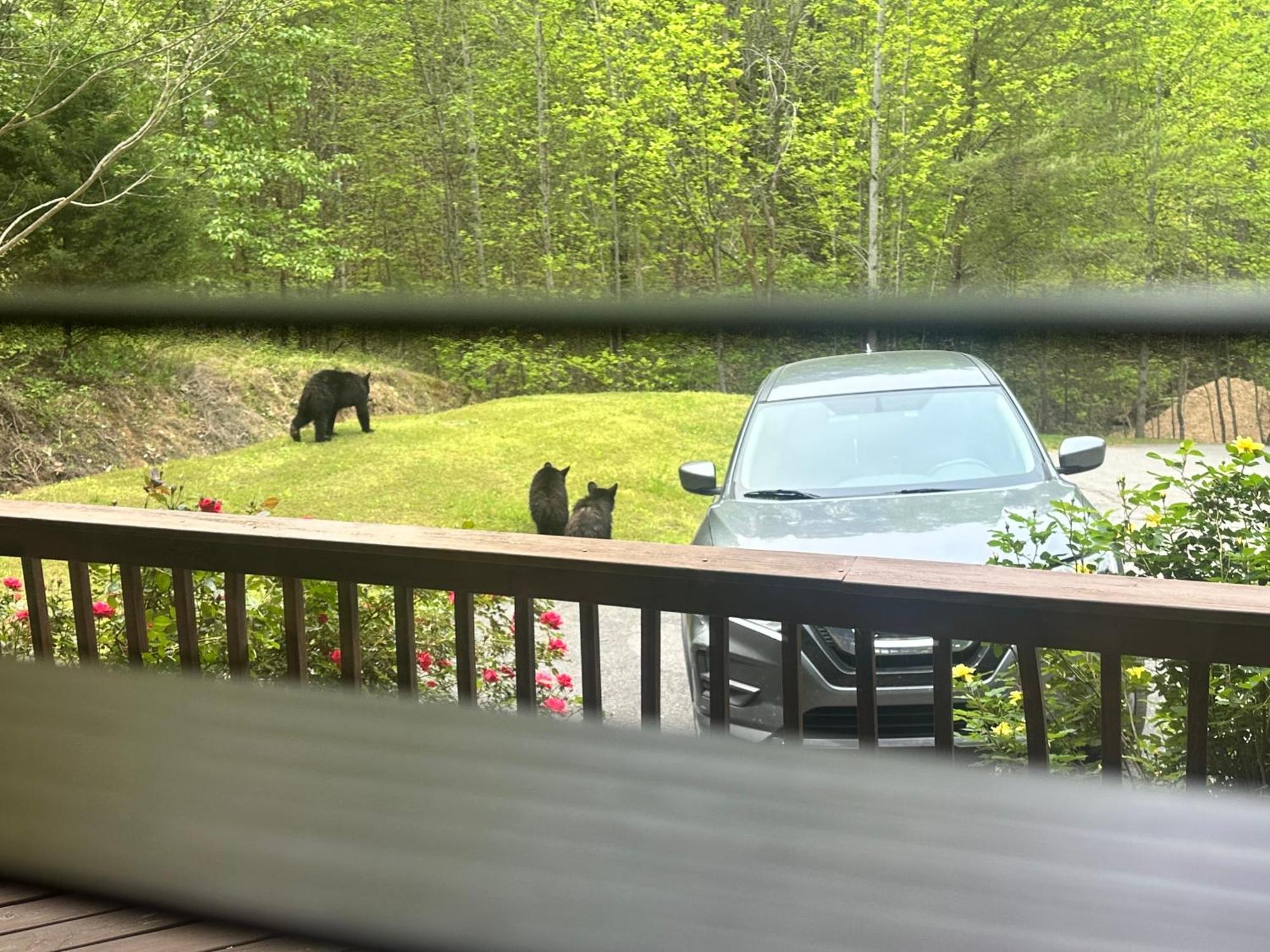 Beary Tale! Your Happily Ever After Starts Here! Sevierville Esterno foto